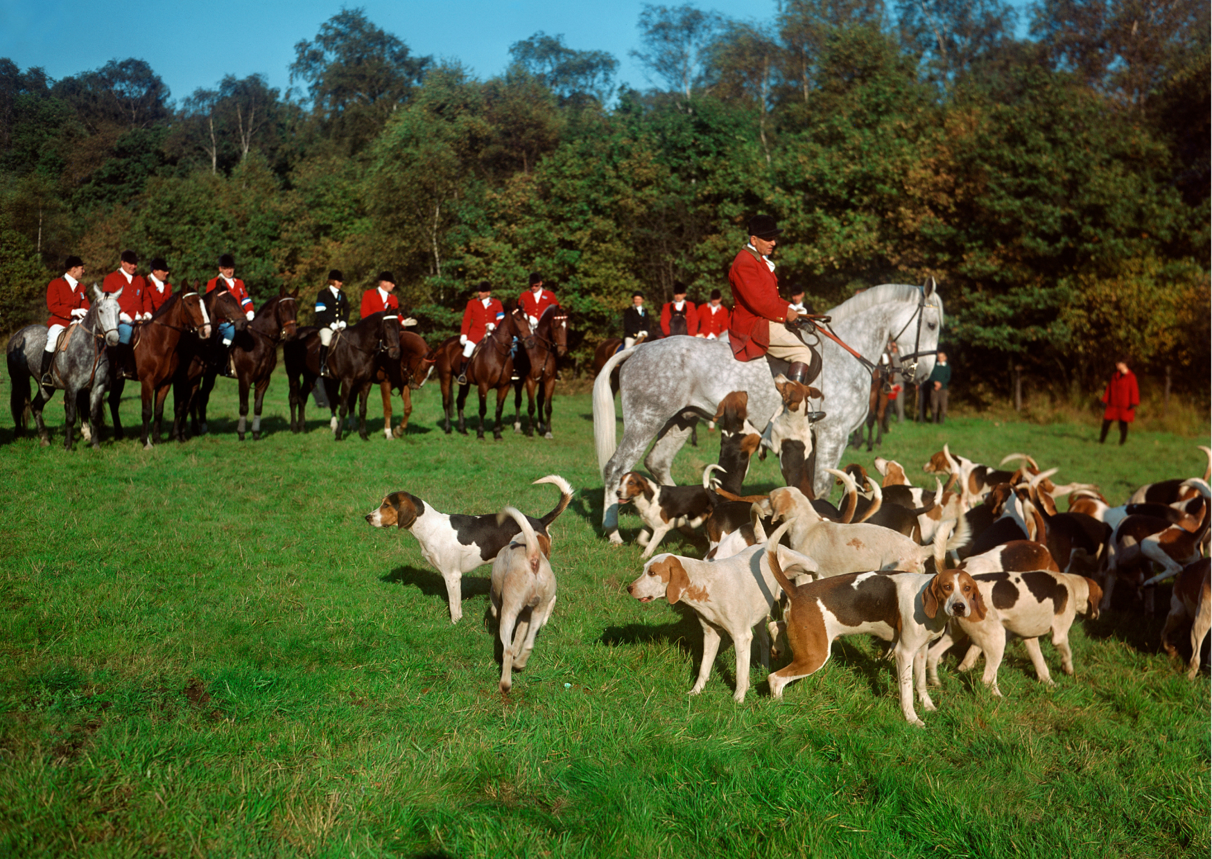 Huntsman with hounds