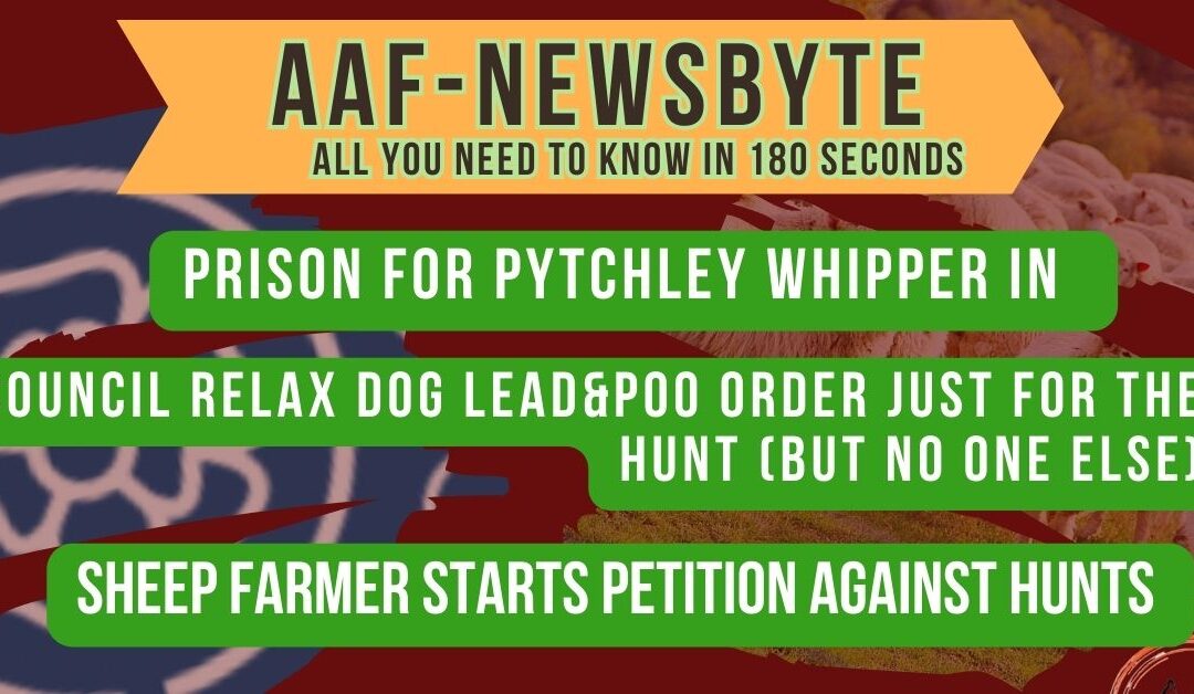 AAF Newsbyte 6