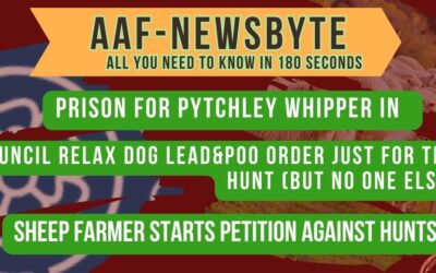 AAF Newsbyte 6