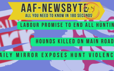 AAF Newsbyte 13
