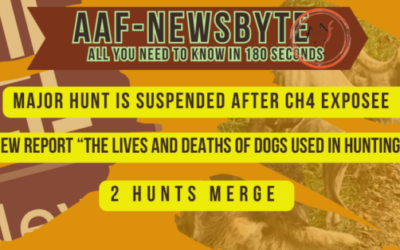 AAF Newsbyte 11