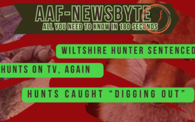 AAF Newsbyte 15