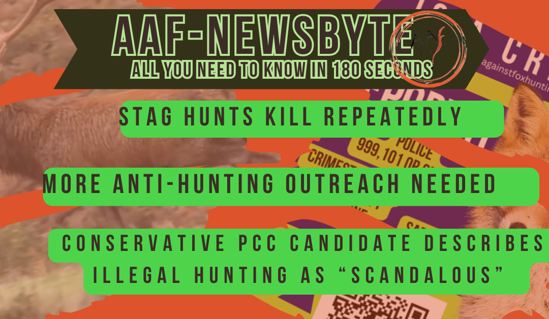 AAF Newsbyte 17