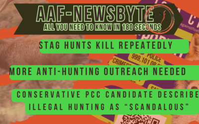 AAF Newsbyte 17
