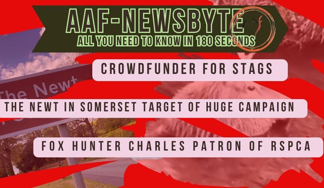 AAF Newsbyte 19