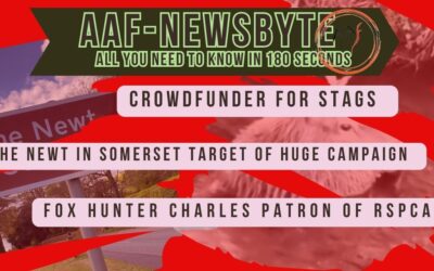 AAF Newsbyte 19
