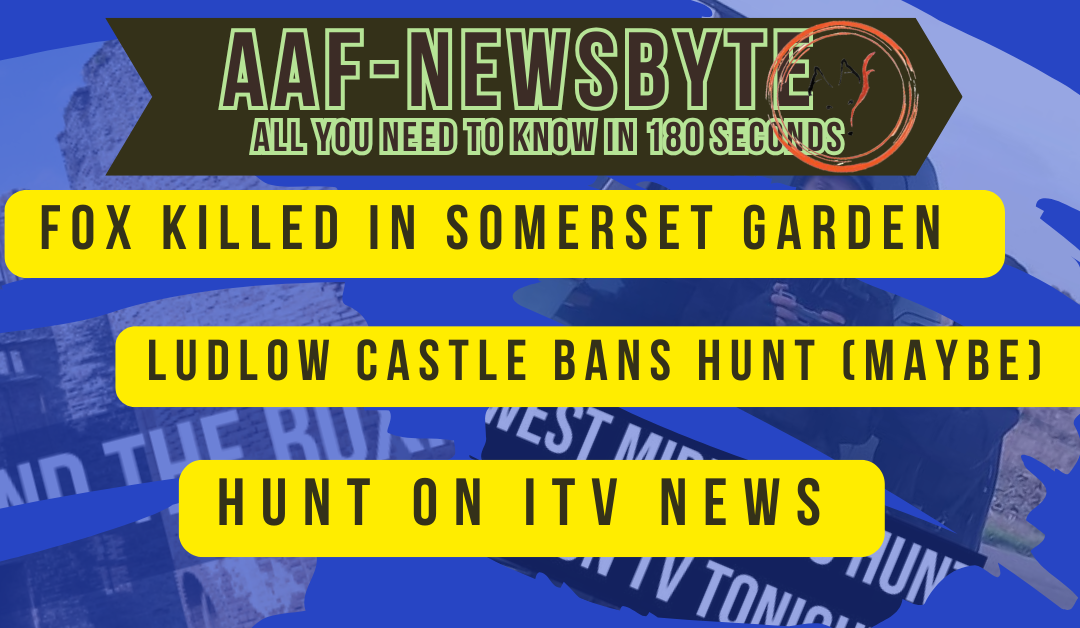 AAF Newsbyte 26