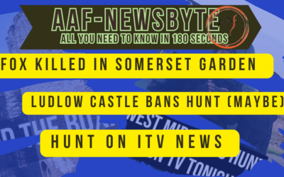 AAF Newsbyte 26