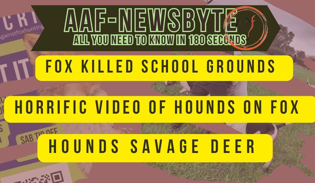 AAF Newsbyte 27