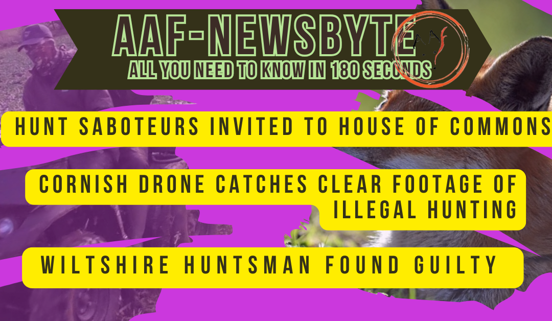 AAF Newsbyte 29