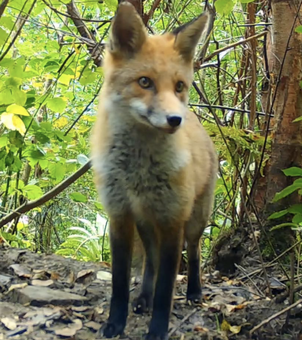 How to take Peaceful and Practical Action for Foxes in the UK