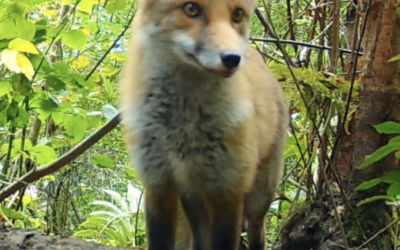How to take Peaceful and Practical Action for Foxes in the UK