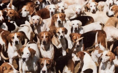 The British Hounds Sports Association – their REAL agenda