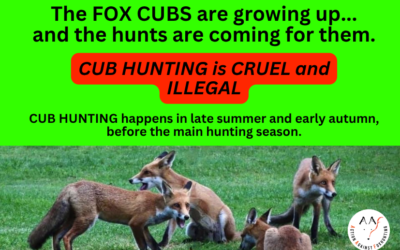 Cub Hunting 2026